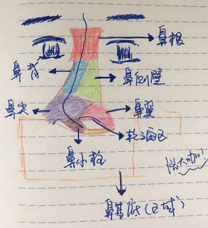 鼻子结构就是这样滴