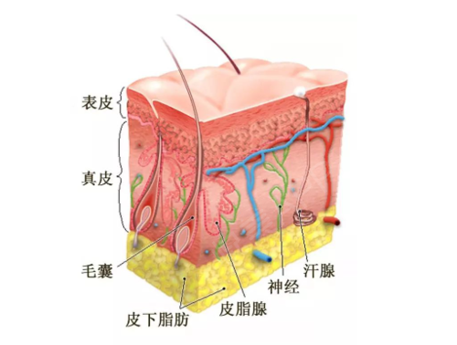 揭秘:角质层薄怎么办,角质层薄怎么修复,皮肤的表皮是