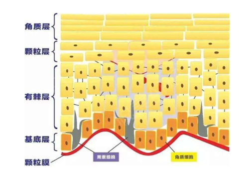 揭秘:角质层薄怎么办,角质层薄怎么修复,皮肤的表皮是