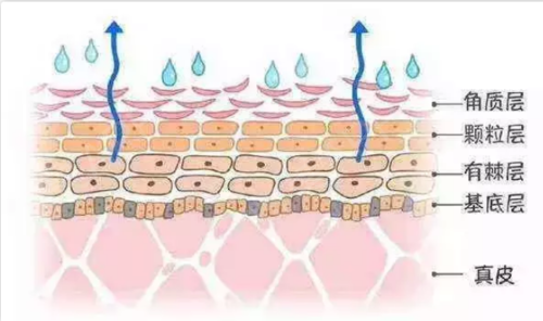 acme-tea针对角质层薄怎么修复,口服acme-tea是增厚皮肤角质层小妙招!