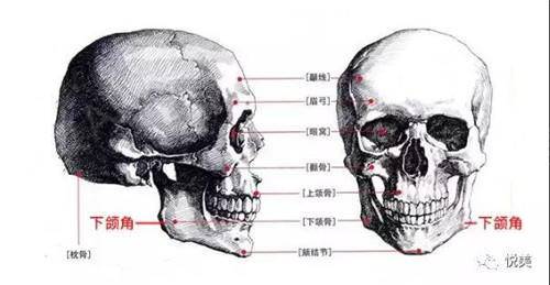 作为美术生 画了n年骷髅头和人体结构的我    下颌角的大小可能会因